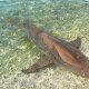 51- Tamaro, requin nourrice attend sa friandise et ses caresses 